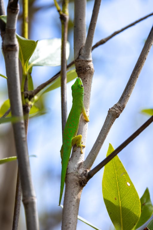 Seychelles Green Gecko at Praslin