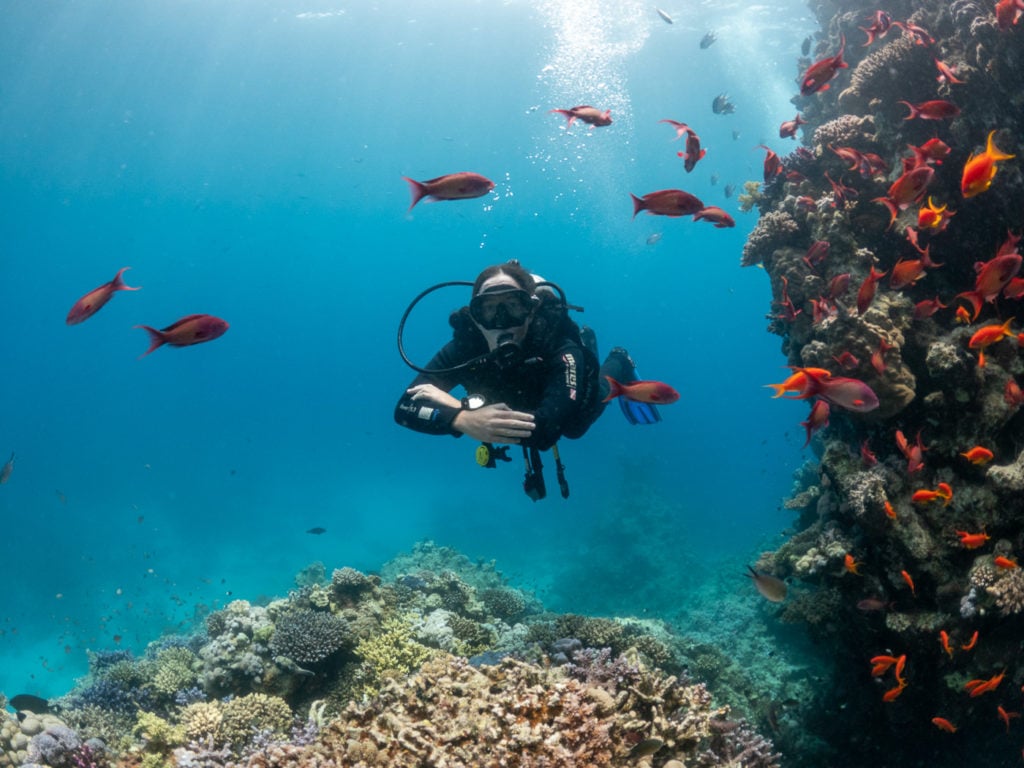 Scuba diving in the Red Sea