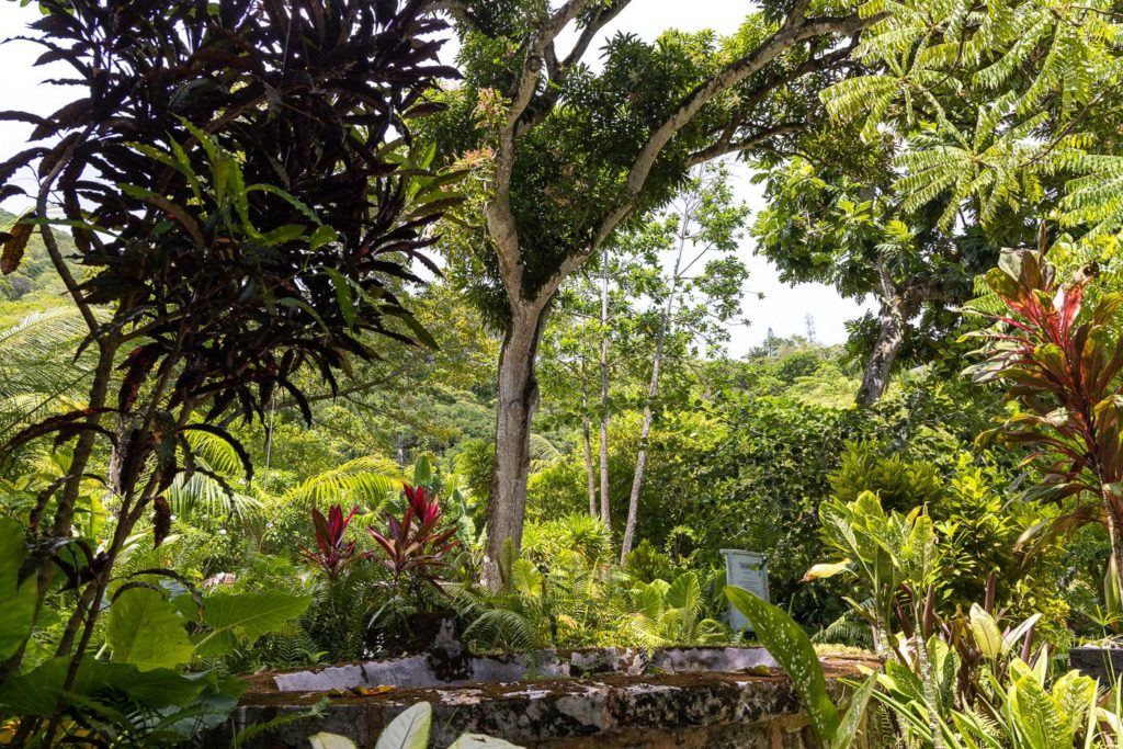 Seychelles medicinal herb garden