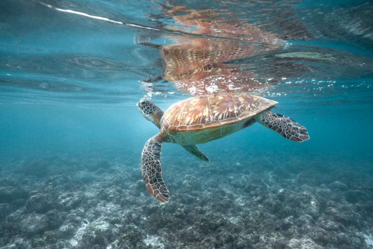 snorkeling in moalboal turtle