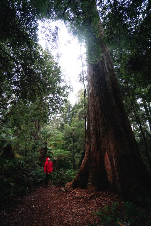 RAINFOREST TREES IN TASMANIA