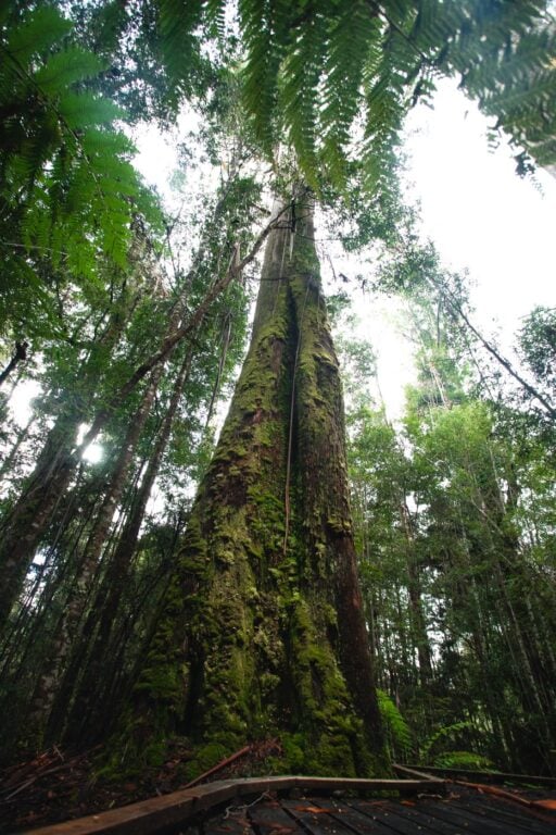 TASMANIAN GIANT TREES IN THE STYX VALLEY THINGS TO DO AND ATTRACTIONS IN TASMANIA