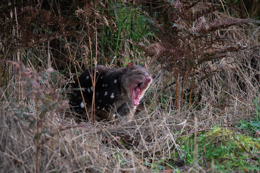 SPOTTED QUOLL TASMANIA TRAVEL GUIDE