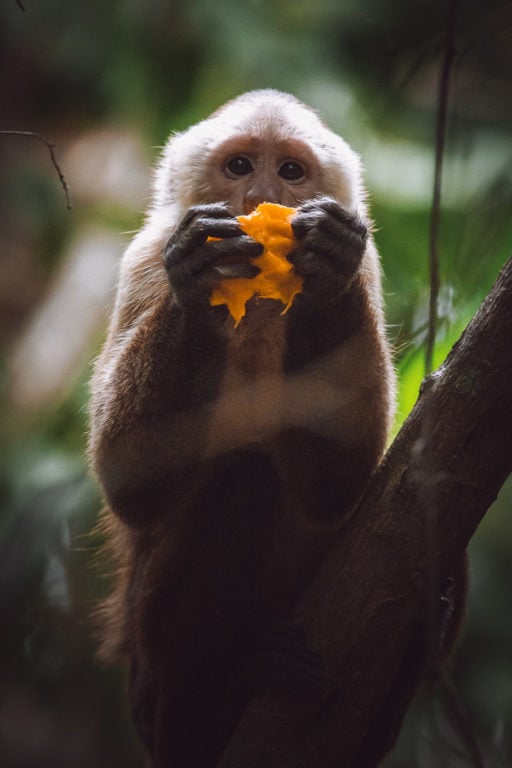 Capuchin monkey eating a mango