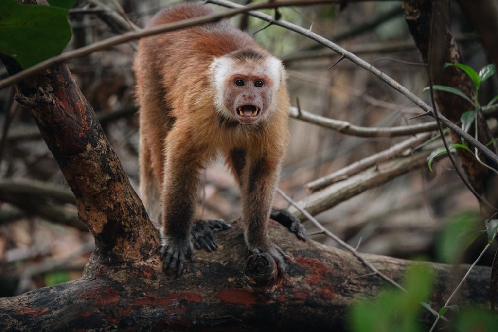 monkey in Colombia