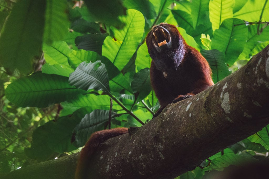 Colombian red howler monkey