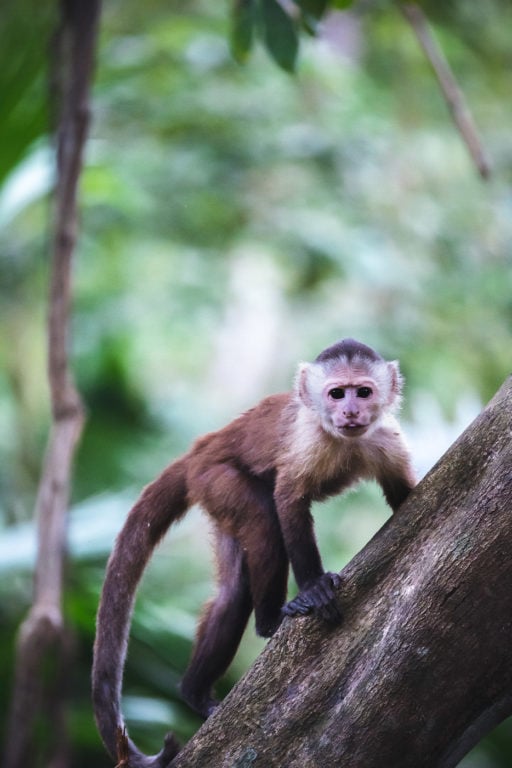 Capuchin Monkey in Tayrona National Park, Colombia