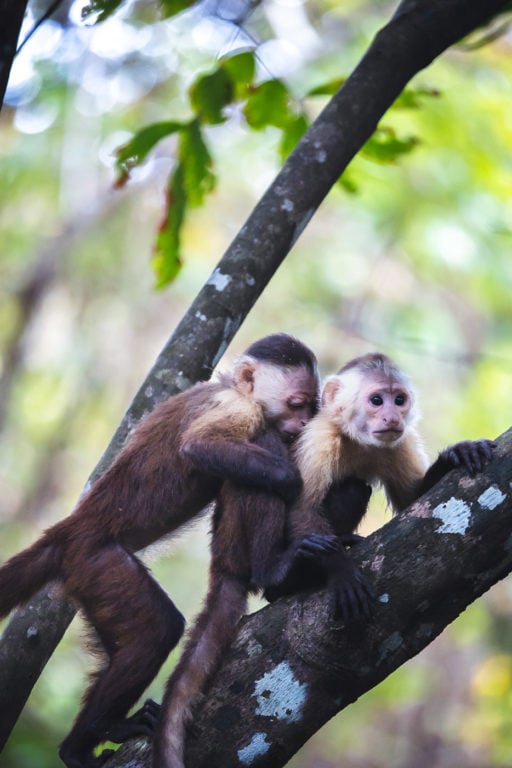 2 Capuchin monkeys in the trees