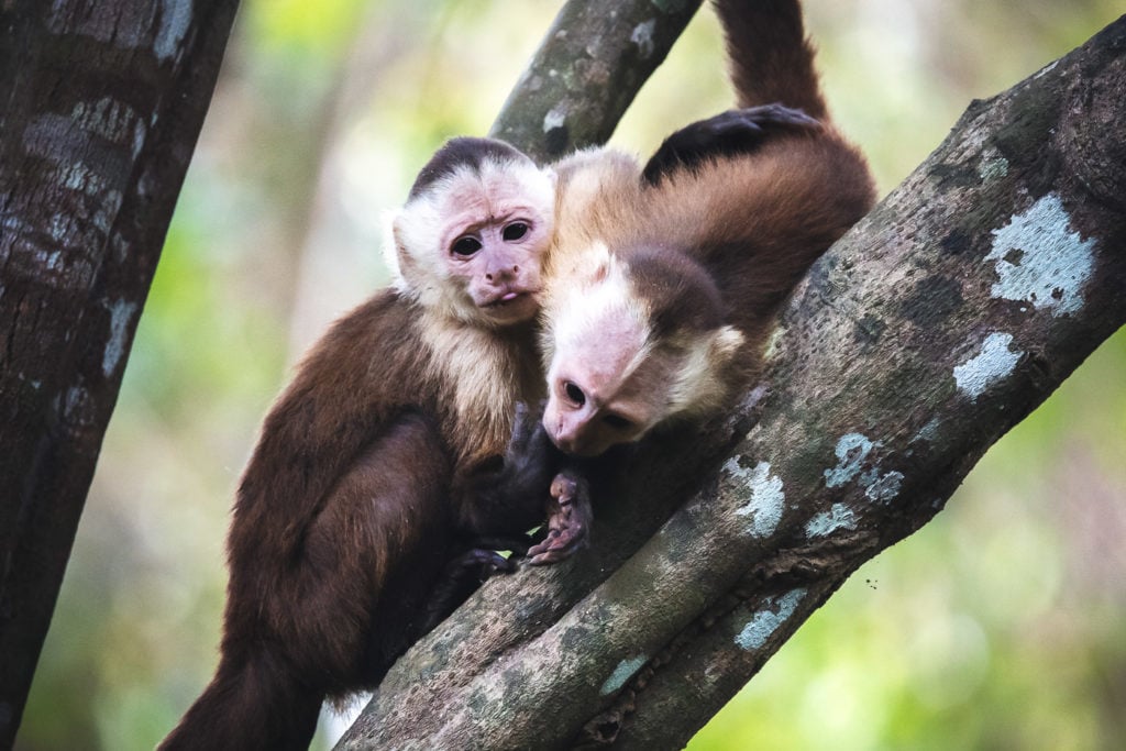 two cute Capuchin monkeys in Tayrona