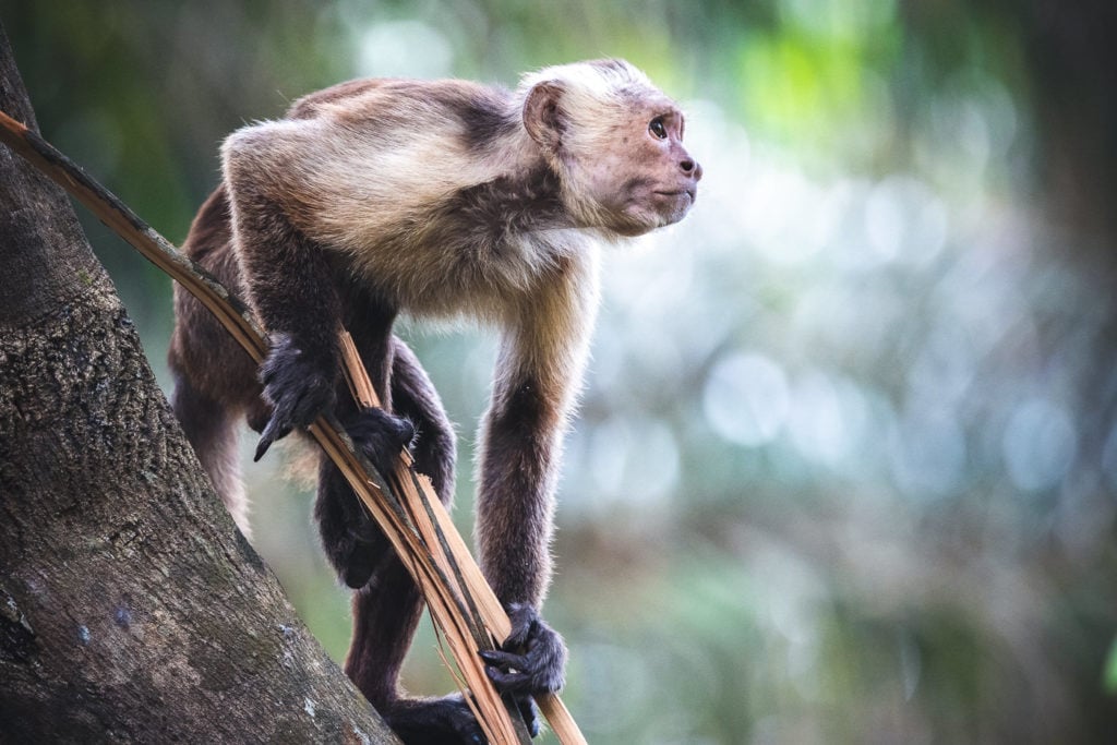 Monkey in Colombia 