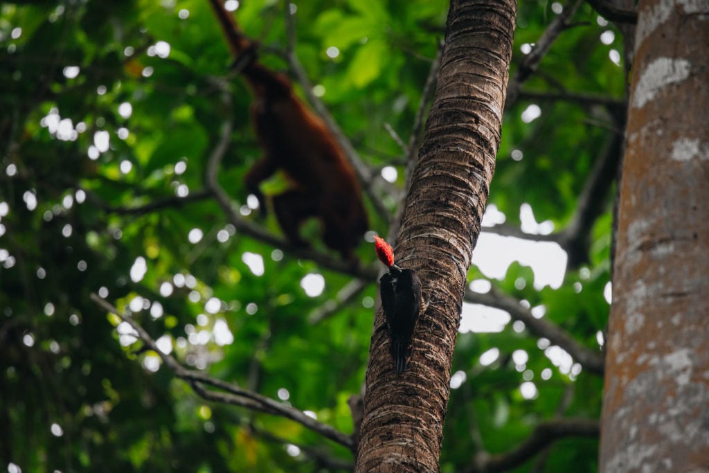 Crimson Crested Woodpecker in front of a red howler monkey in the forest