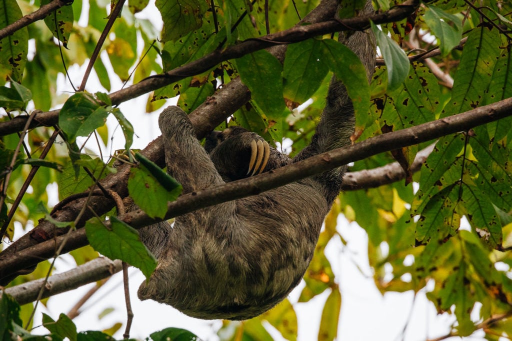 Three toed sloth in a tree