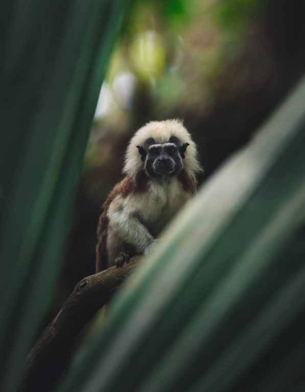 Cotton Top Tamarin in Tayrona National Park, Colombia