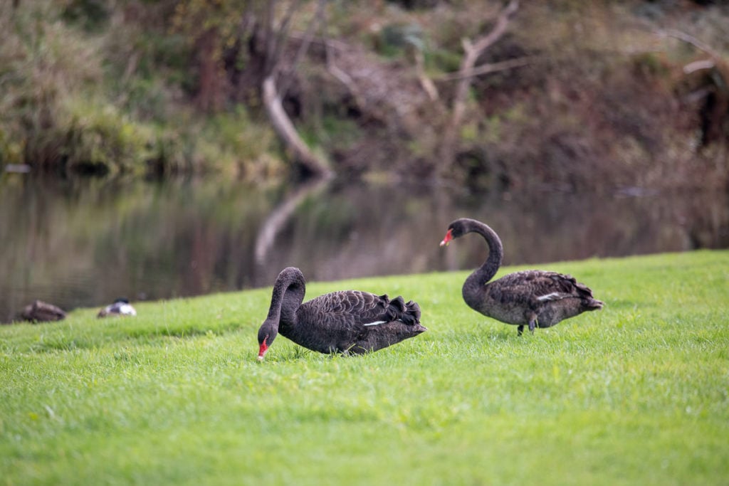 Swans in the Huon Valley, Tasmania