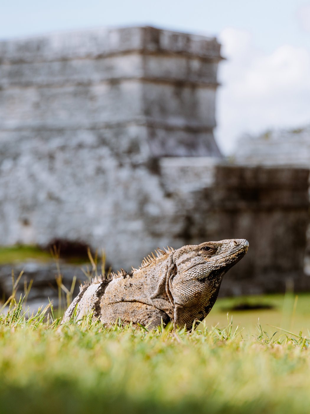 Reptile at Tulum Ruins in Mexico's Yucatan Peninsula