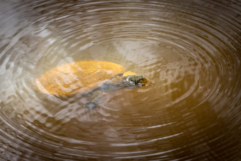 Turtle in the Tablelands