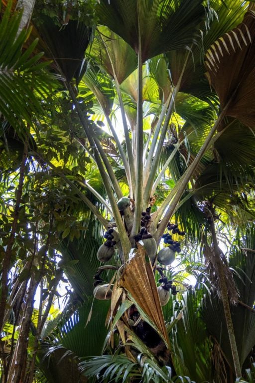 Coco de mer palm forest, Vallée de Mai, Praslin