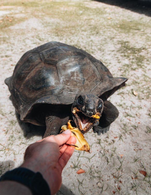 Feeding a giant tortoise, the seycheles