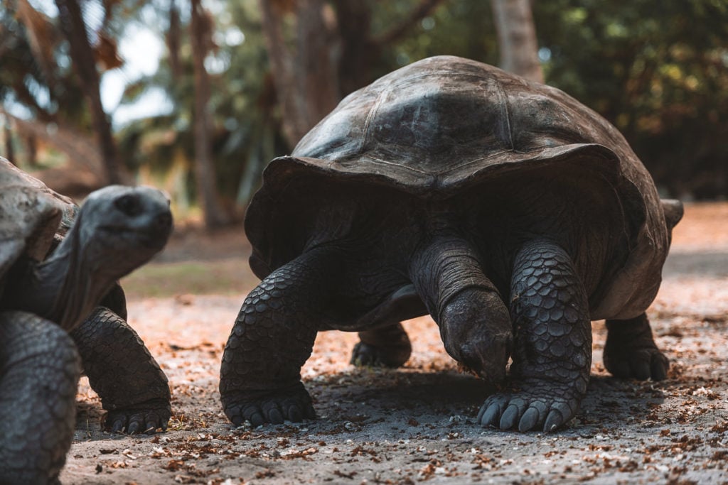 Giant Tortoise on Curieuse Island, the Seychelles