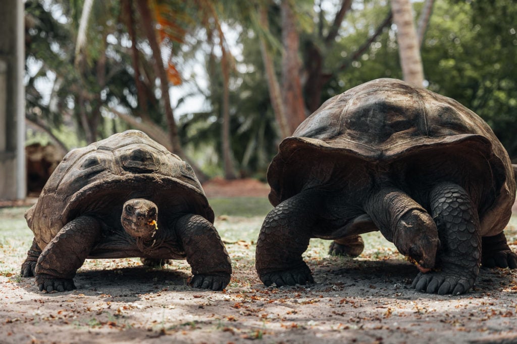 Aldabra Giant Tortoise, the Seychelles