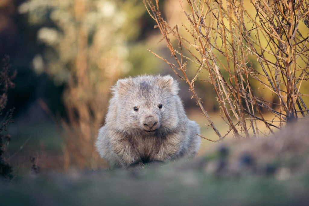 wombat on maria island