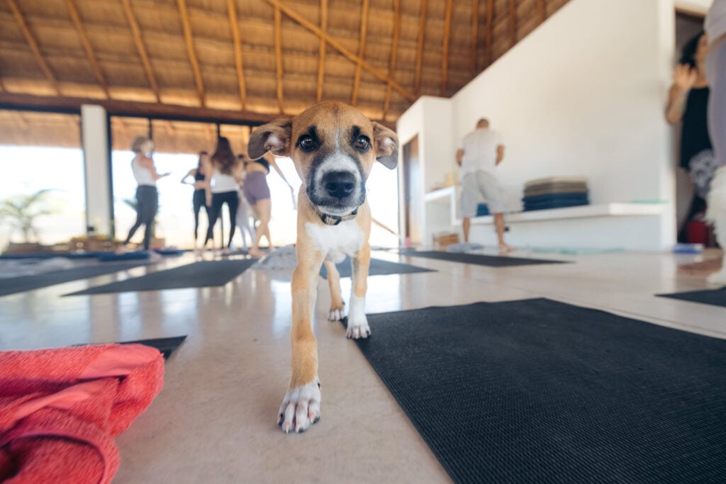 Puppy at a yoga studio in Tulum