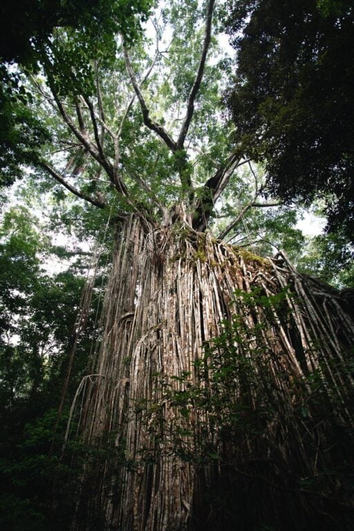 500 YEAR OLD CURTAIN FIG TREE IN TABLELANDS QUEENSLAND